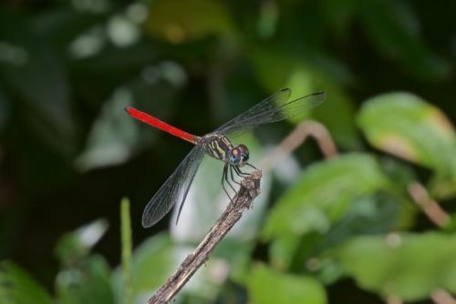 Lathrecista asiatica